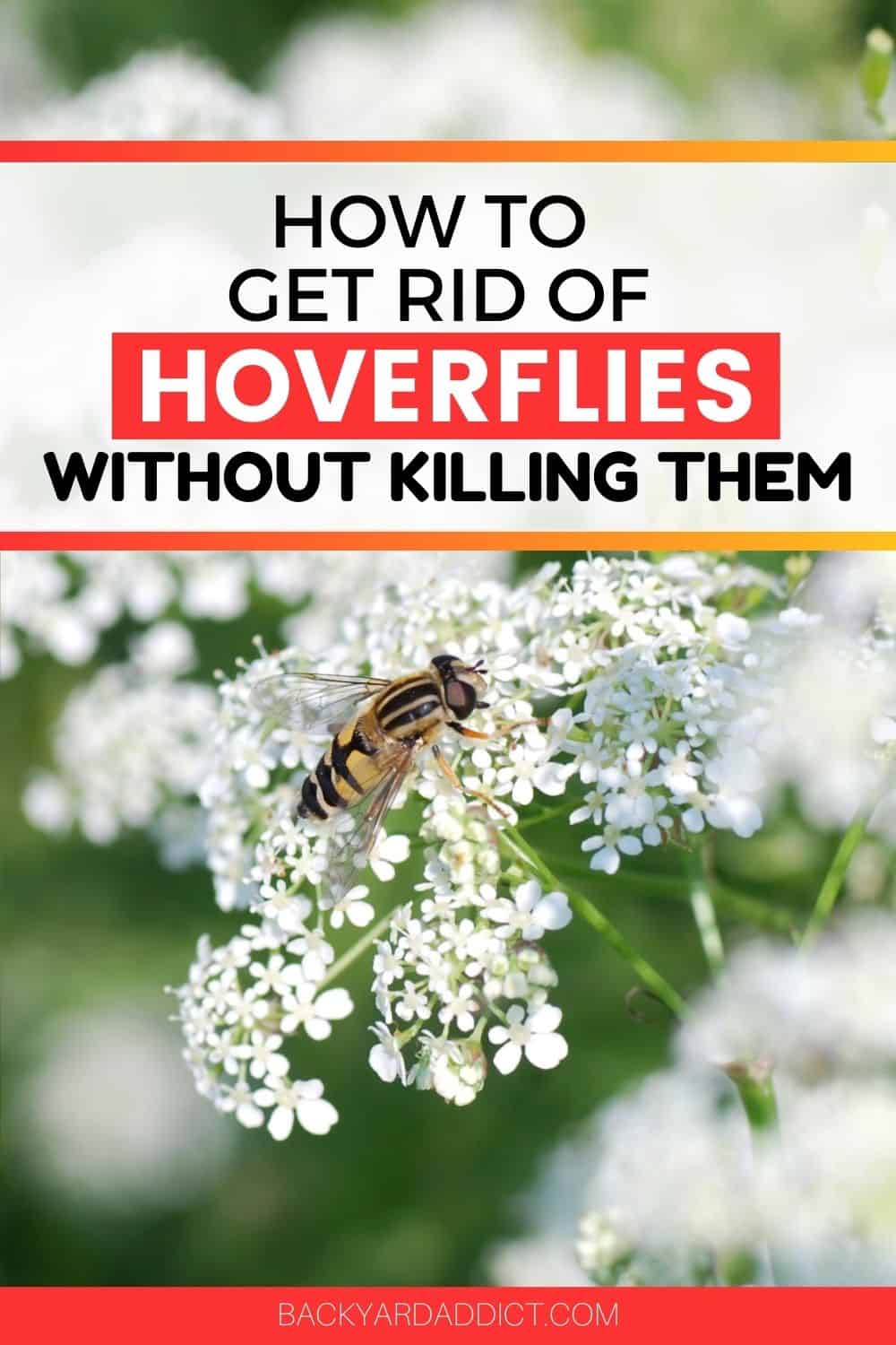 How Do I Get Rid Of Hoverflies