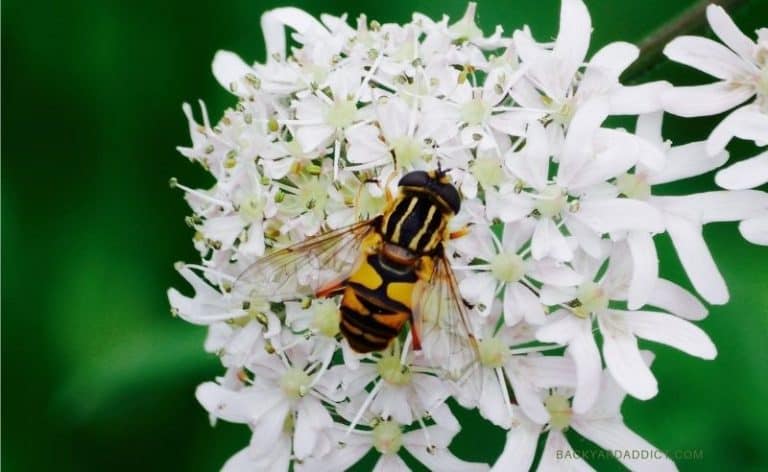 close up of hoverfly on white flower