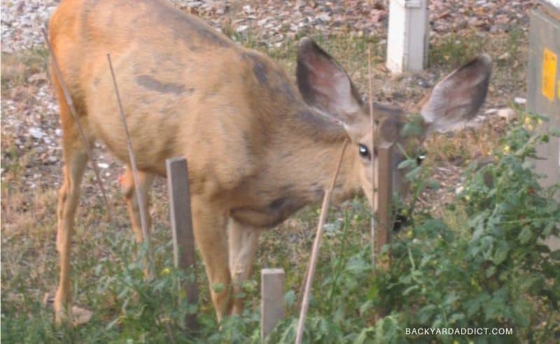 Deer eating tomatoes