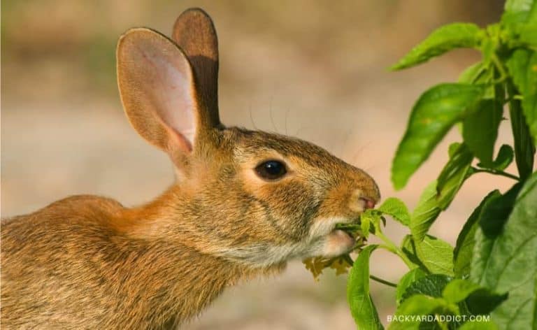 rabbits eating garden plant