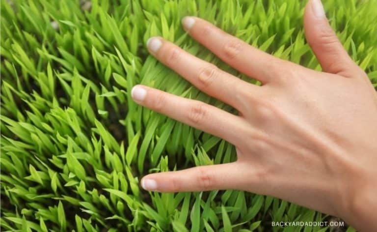 hand brushing across thick grass