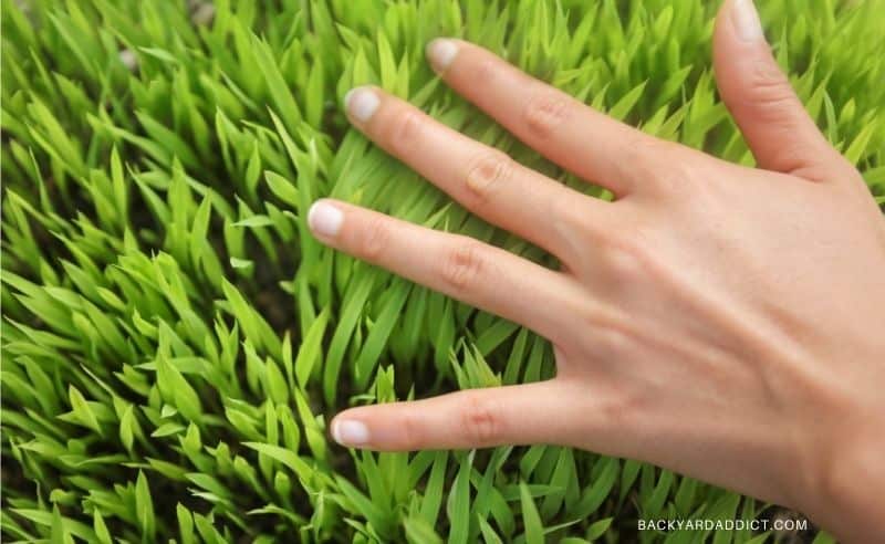 hand brushing across thick grass