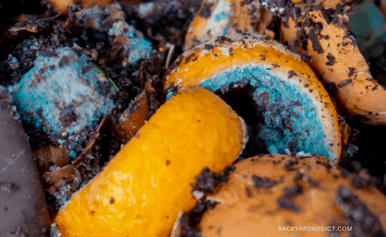 moldy compost