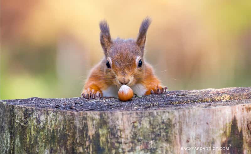 squirrel with nut