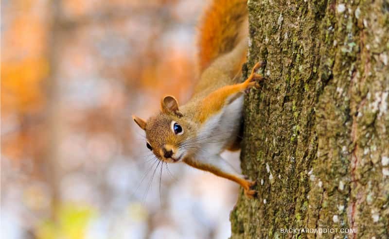 cheeky squirrel peeking around tree trunk