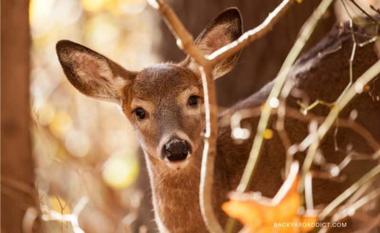 What to Feed Deer in Your Backyard: What You Need to Know!