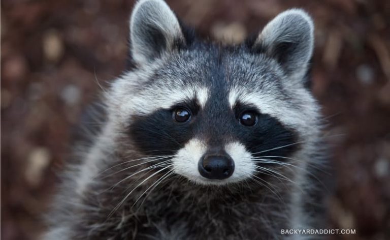 cute racoon face