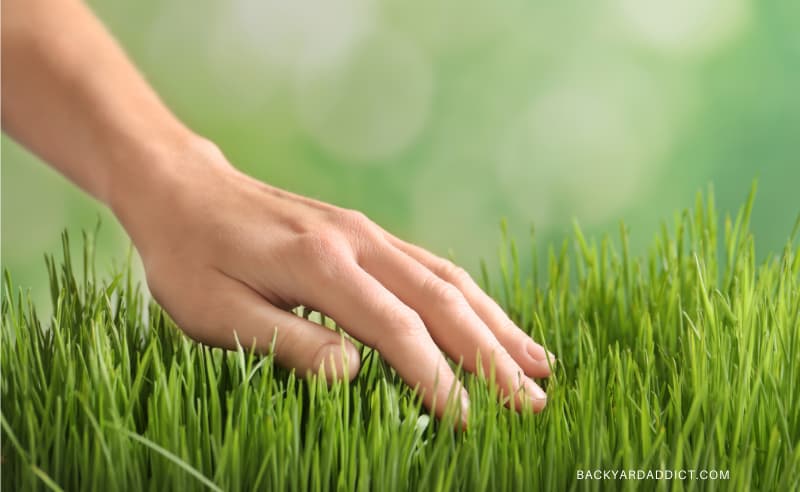 hand brushing thick grass