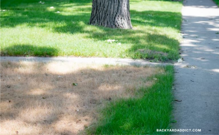 dead grass that has been killed by Roundup