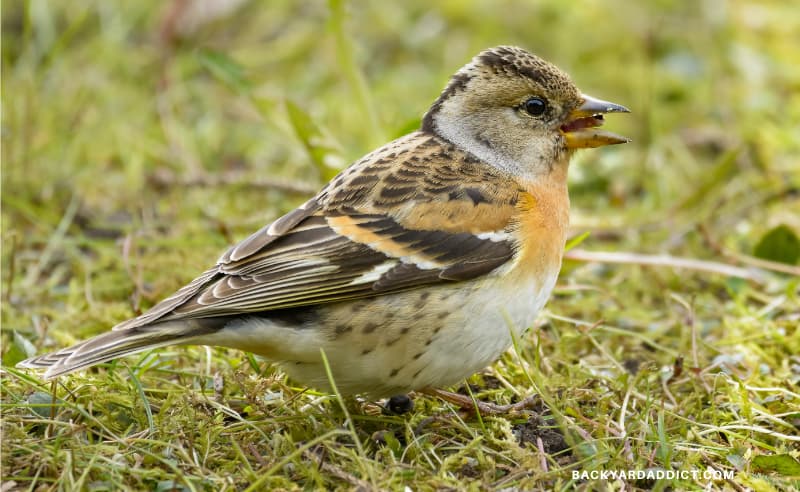 bird eating grass seed