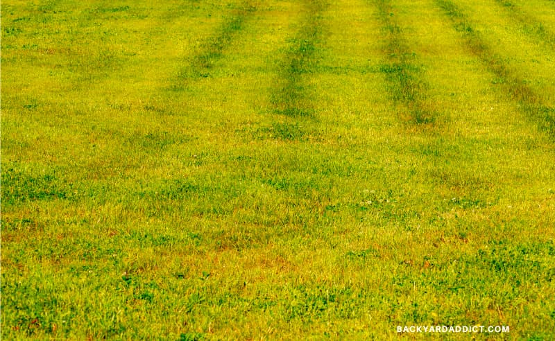 lawn with grass turning yellow and the start of bare patches