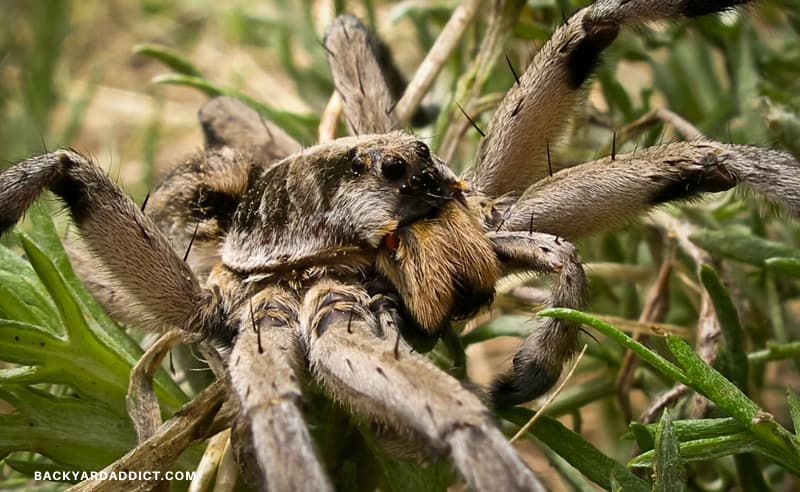 close up of Wolf Spider