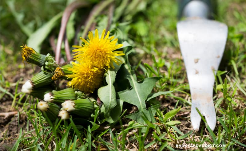 pile of pulled dandelions next to a weed pulling tool