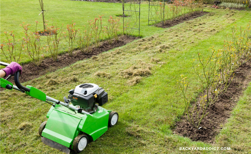gardener using a dethatching machine on lawn