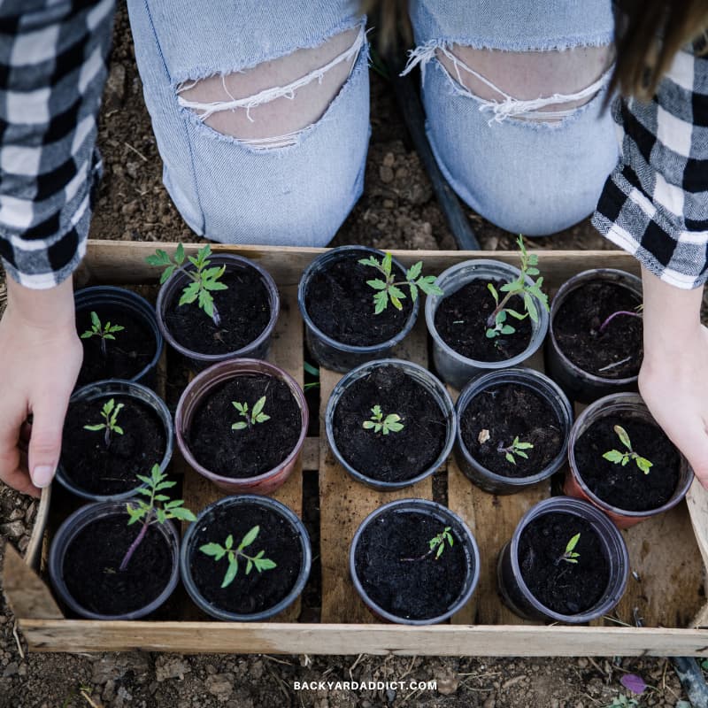 gardener holding a tray of seedlings