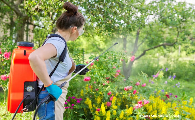 gardener a battery powered backpack sprayer and spraying roses