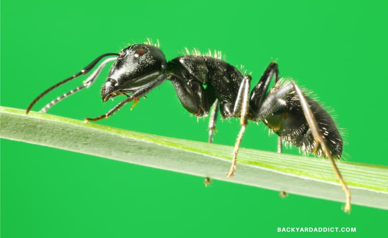 macro photograph of ant on grass