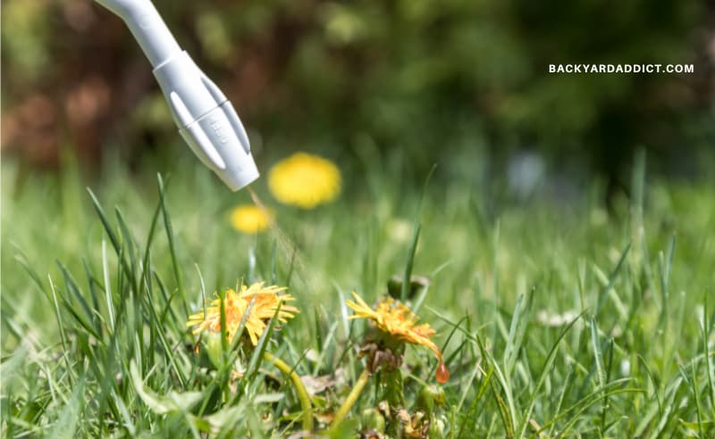 tip of a wand nozzle spraying herbicide on dandelions