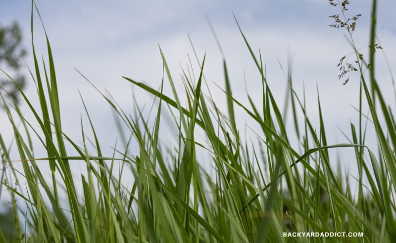 grass leaves against the sky
