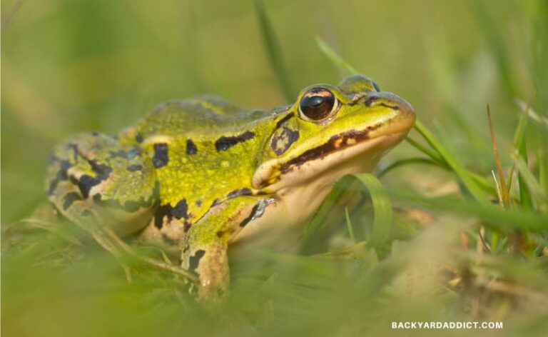 frog on edge of pond