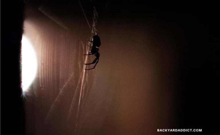 spider on a web in front of a light