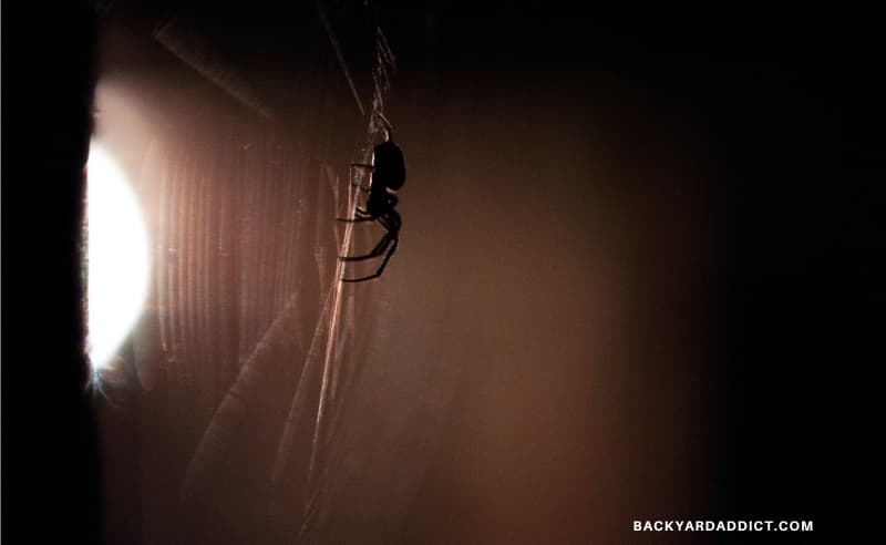 spider on a web in front of a light