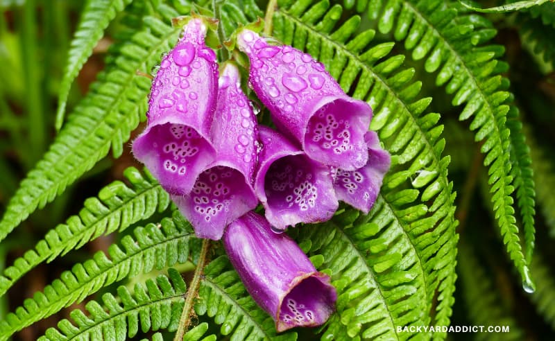 close up of foxglove in front of a fern leaf