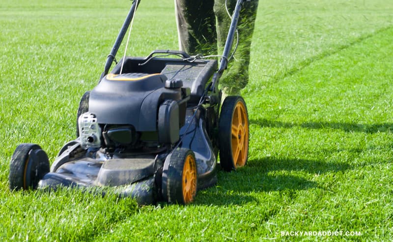 man walking behind push mulching mower