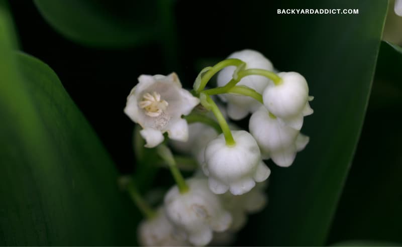 25 Bell-Shaped Flowers To Add Beauty To Your Garden | My Garden Days