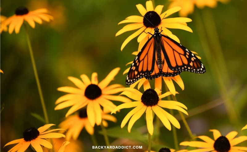 Monarch butterfly on a Black Eyed Susan flower