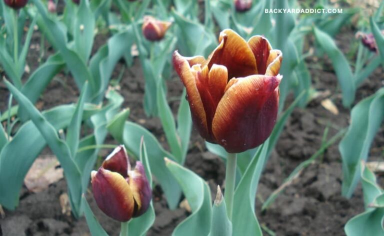 the beautiful brown flower of the brown sugar tulip