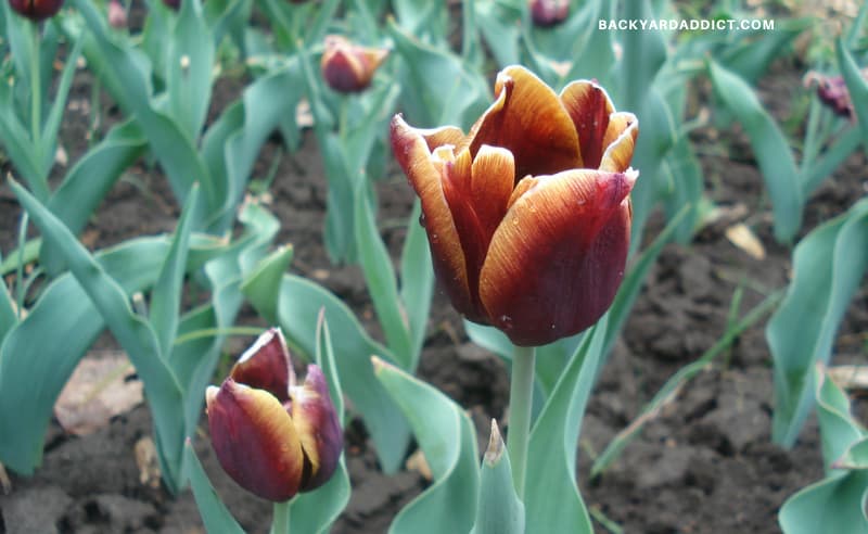 the beautiful brown flower of the brown sugar tulip