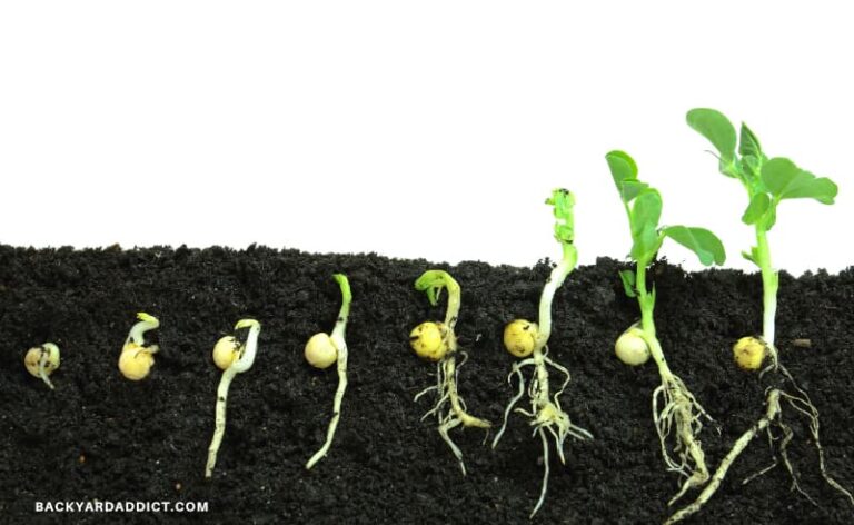 sequence of a bean germinating and becoming a seedling