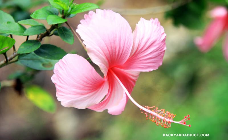 close up of light pink Hibiscus flower
