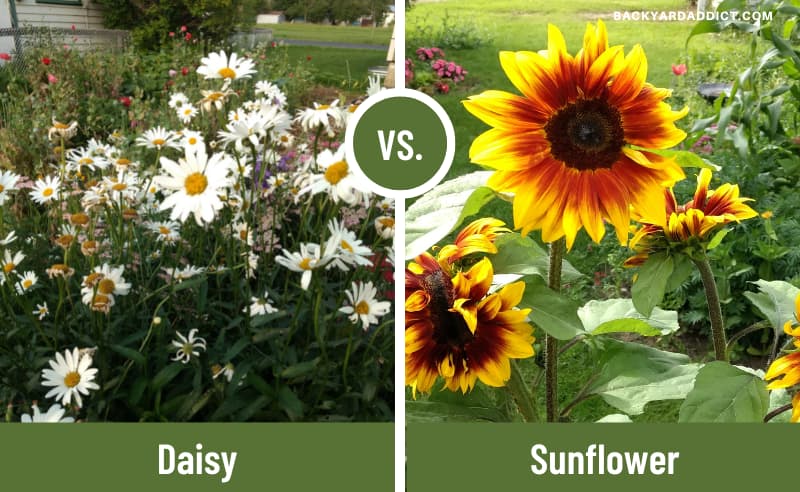 Collage showing photos of a Daisies and Sunflowers