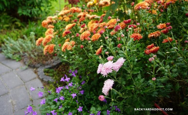 Garden border with Orange Flowered Perennials
