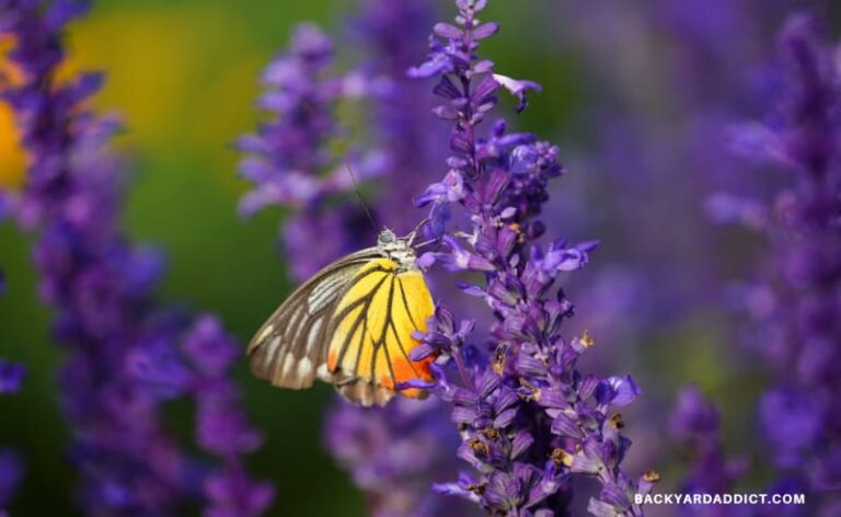 a butterfly feeds from a Lavender flower
