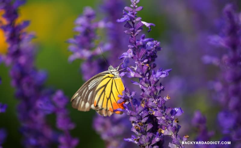 a butterfly feeds from a Lavender flower
