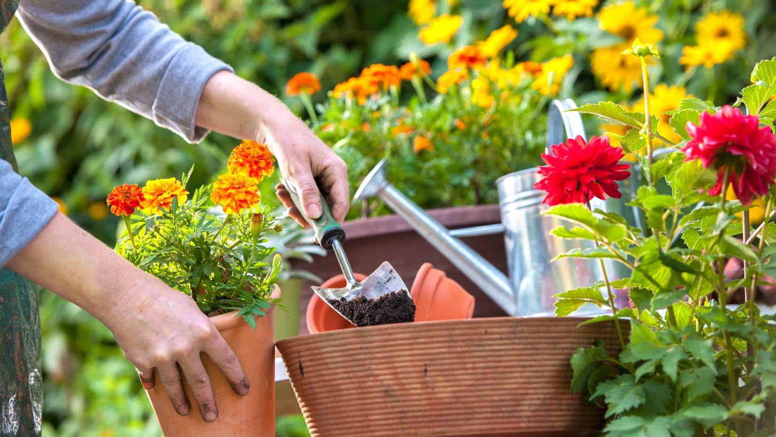 woman's hands holding a pot of marigolds and a trowel