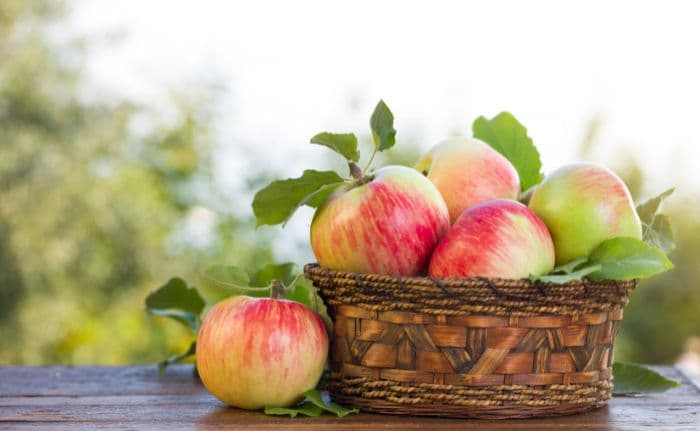 a basket of freshly picked apples