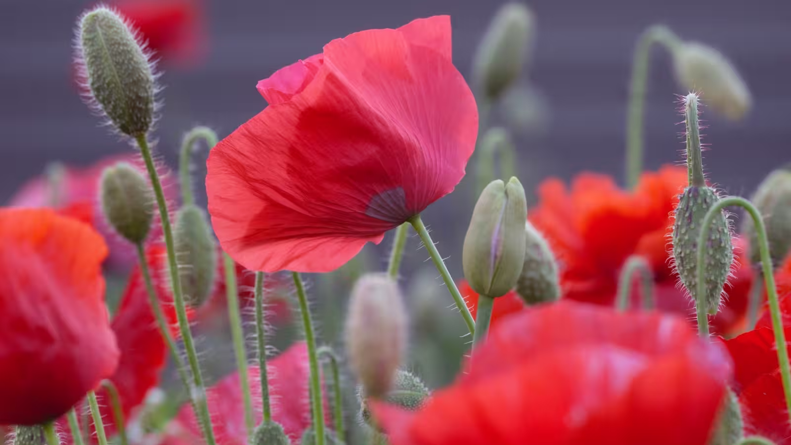 a mass of poppies blooming
