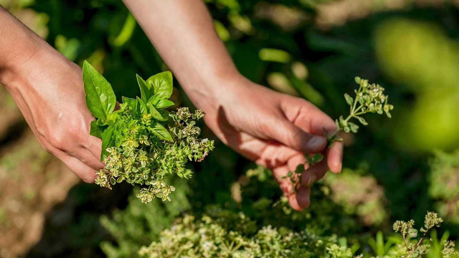Hands gently harvesting fresh herbs from a backyard garden.