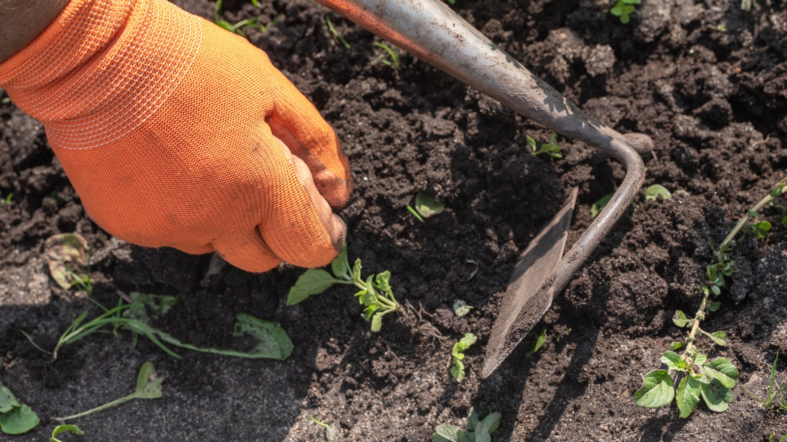 gardner's hands with a hoe, pulling out a weed