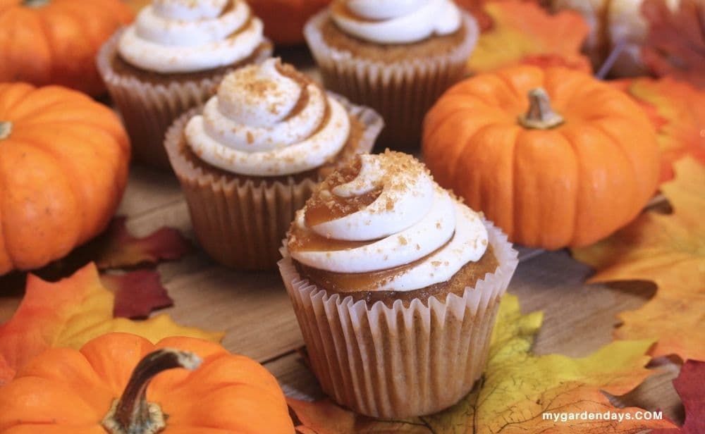 Pumpkin cupcakes surrounded by pumpkins