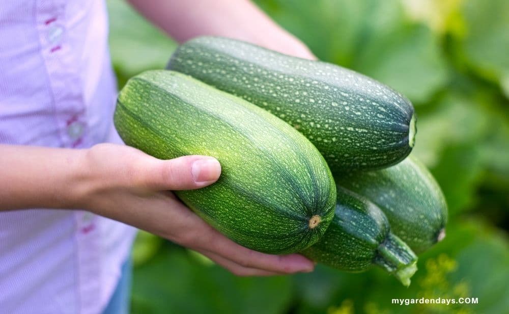 woman's hands holding zucchini