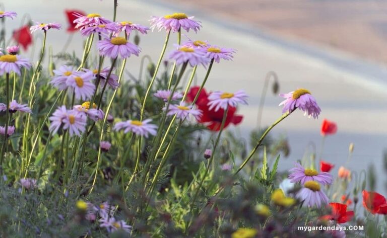 painted daisies growing in our garden