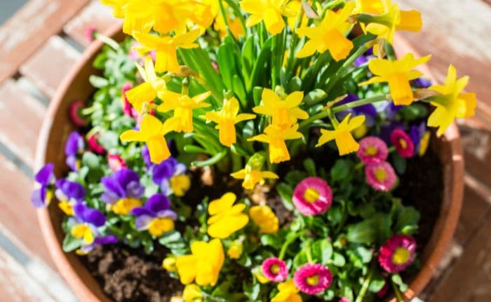 top view of flowers in a spring planter