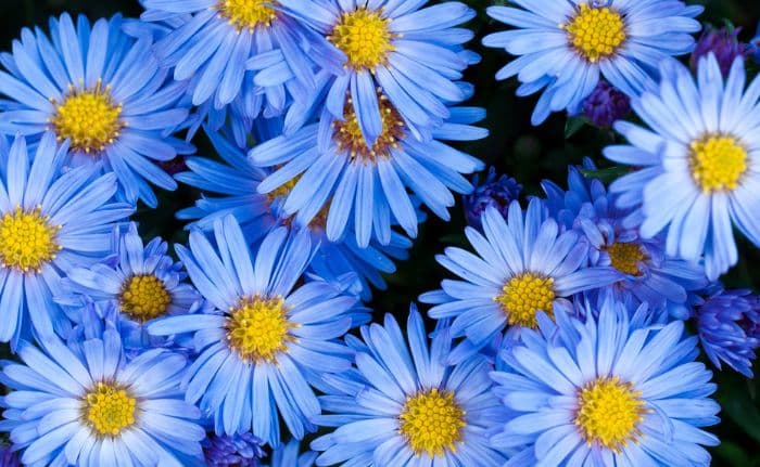 blue asters
