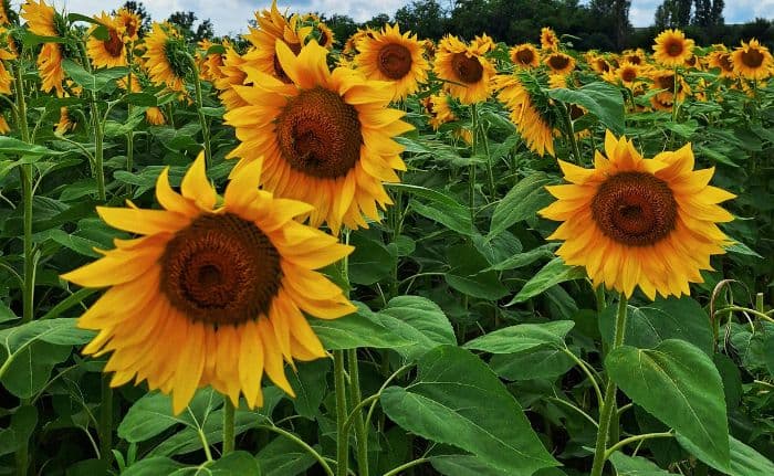 A field of sunflowers showing the stem, leaves, and flowers