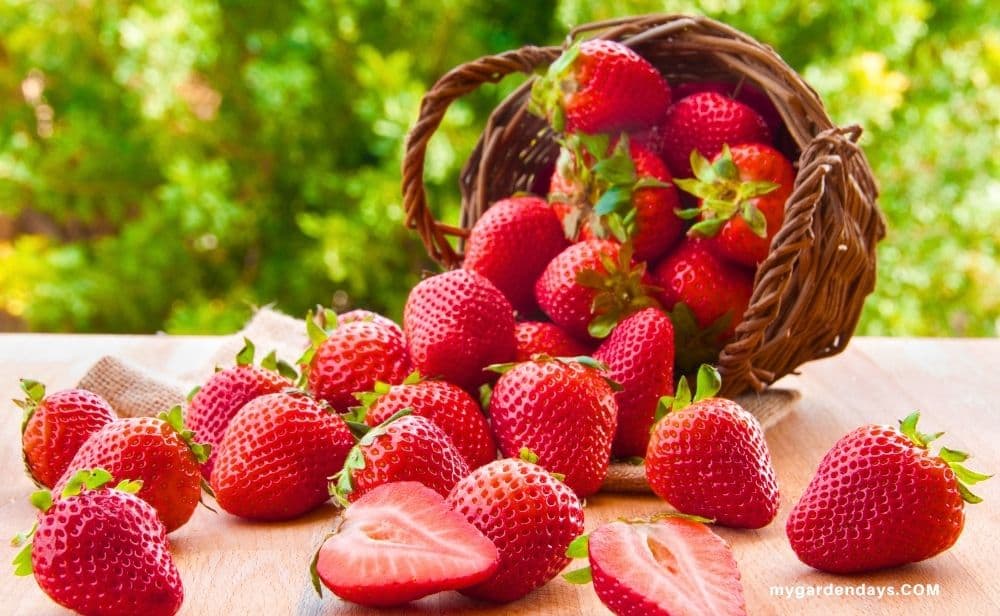 A basket of ripe strawberries scattered across a table
